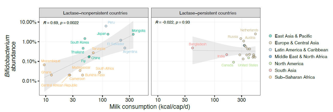 図2ビフィズス菌の量、牛乳摂取量、乳糖分解遺伝子との関連