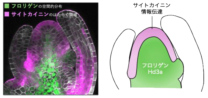 2566fig4