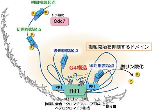 染色体サイクル―ゲノムの恒常性維持，継承とダイナミクス― 正井 久雄、 升方 久夫、 釣本 敏樹、 仁木 宏典; 篠原 彰