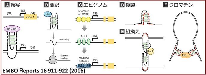 染色体サイクル―ゲノムの恒常性維持，継承とダイナミクス― 正井 久雄、 升方 久夫、 釣本 敏樹、 仁木 宏典; 篠原 彰