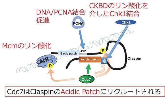 染色体サイクル―ゲノムの恒常性維持，継承とダイナミクス― 正井 久雄、 升方 久夫、 釣本 敏樹、 仁木 宏典; 篠原 彰