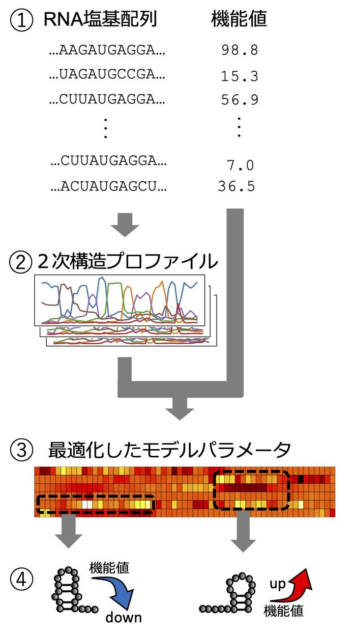 2151figure1.jpg