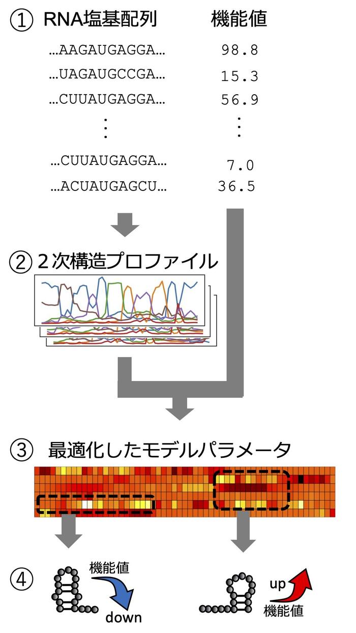 2151figure1.jpg