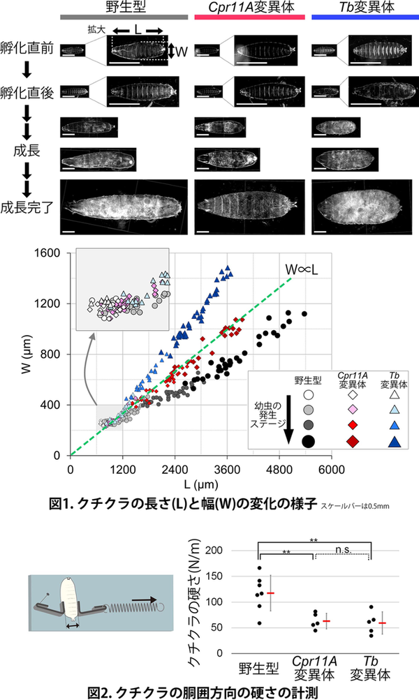 0119Cuticula_fig1.pngのサムネイル画像