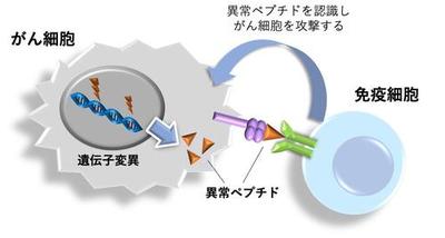 2049fig1.jpgのサムネイル画像