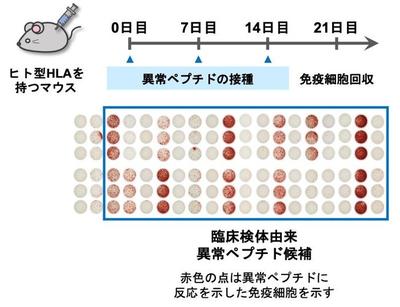 2049fig3.jpgのサムネイル画像のサムネイル画像