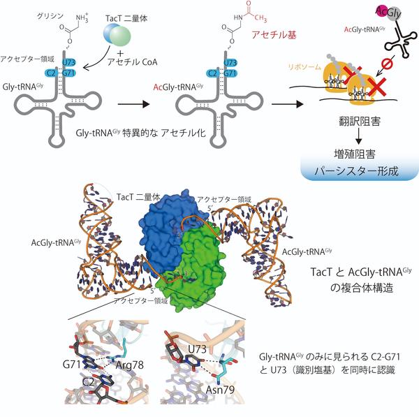 図_フ?レス発表_富田_Cell Reports_2021.jpg