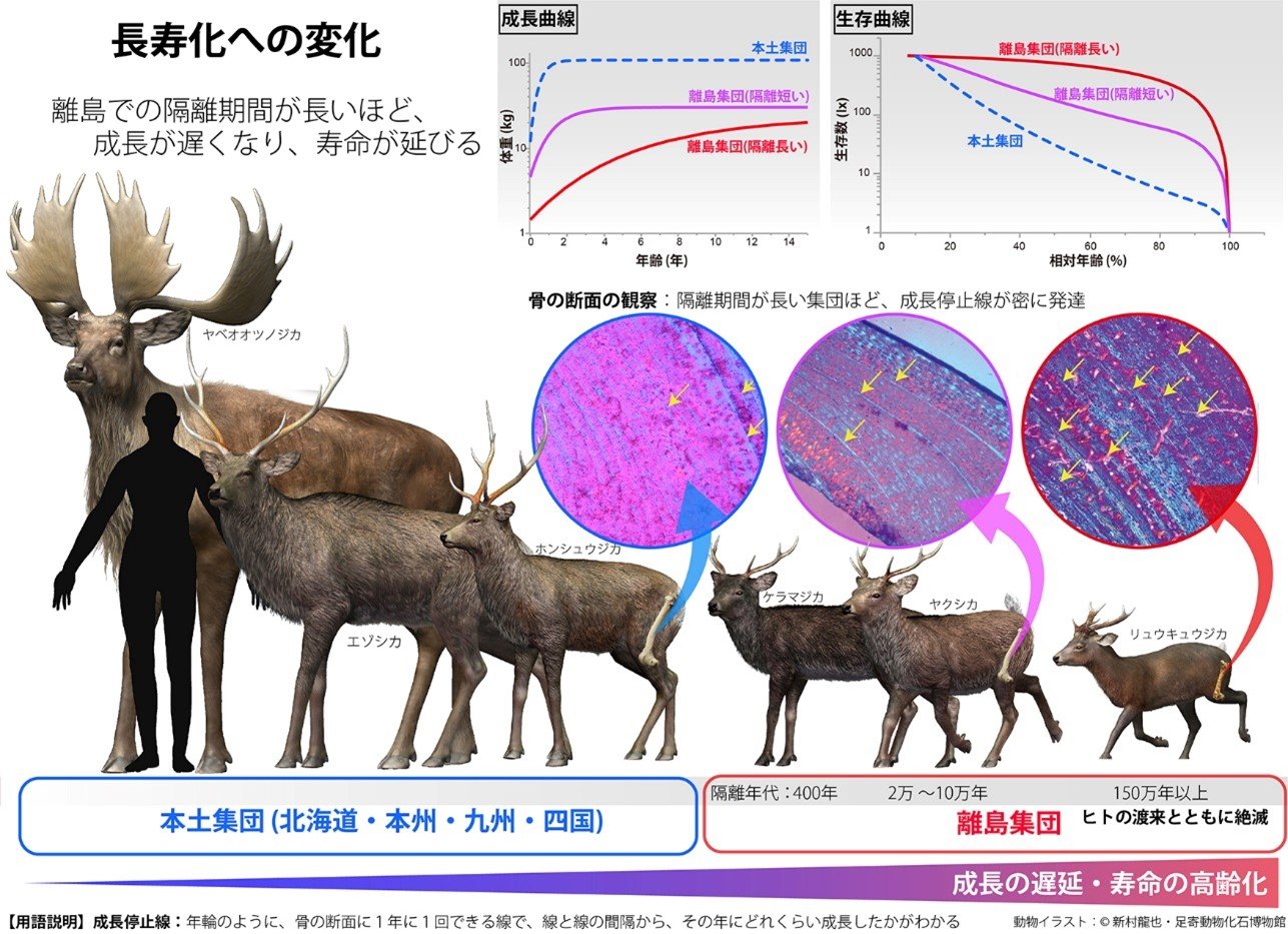 長寿化への変化.jpg