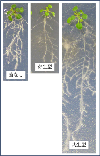 図1寄生型と共生型の糸状菌株.png