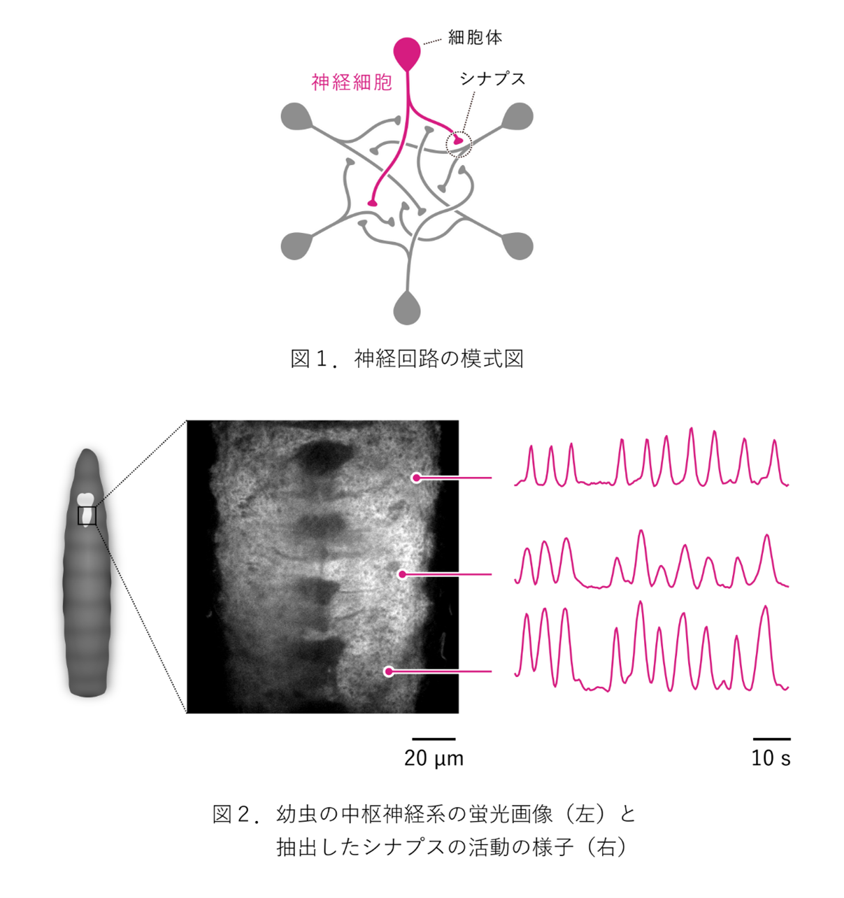 シナプス画像.png