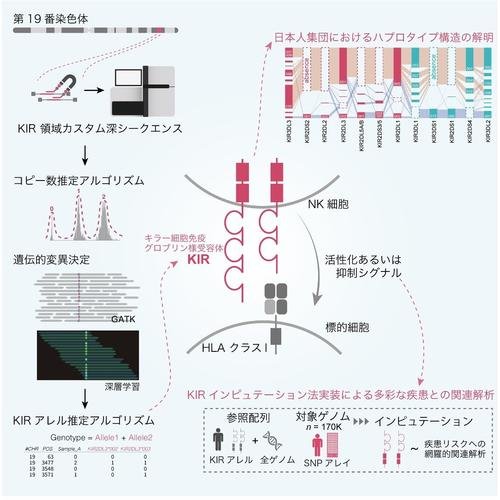 図1：高深度シークエンス技術と集学的数理解析手法の開発により日本人集団1,173名で高精度にKIR遺伝子構造を解明
