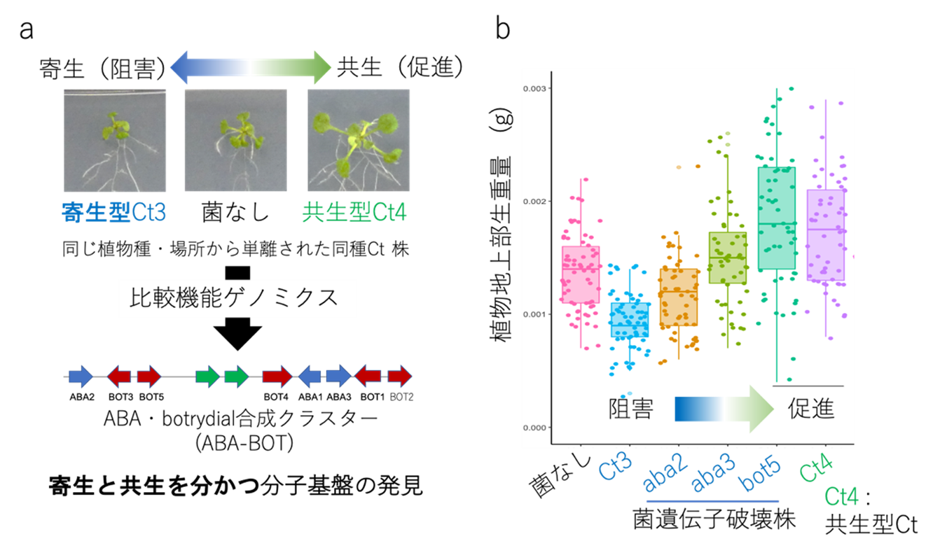 図2寄生と共生を分かつ菌因子の発見.png