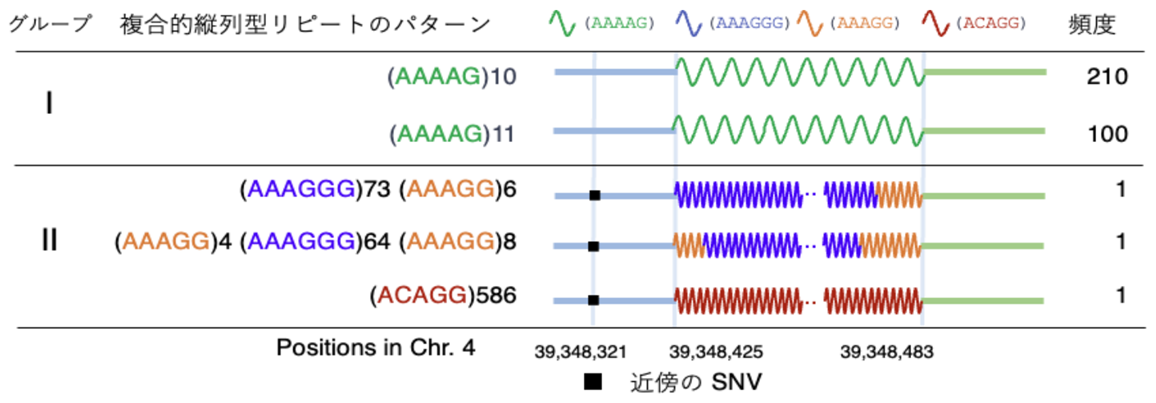 図1複合型縦列反復配列.png