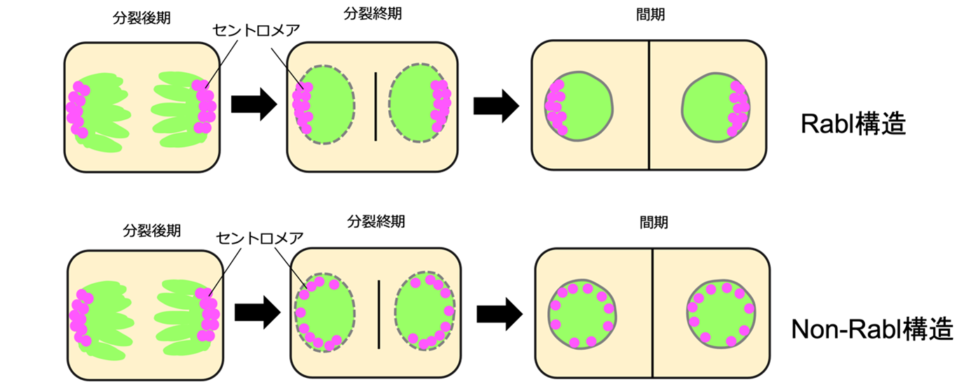 図1Rabl構造とnon-Rabl構造.png