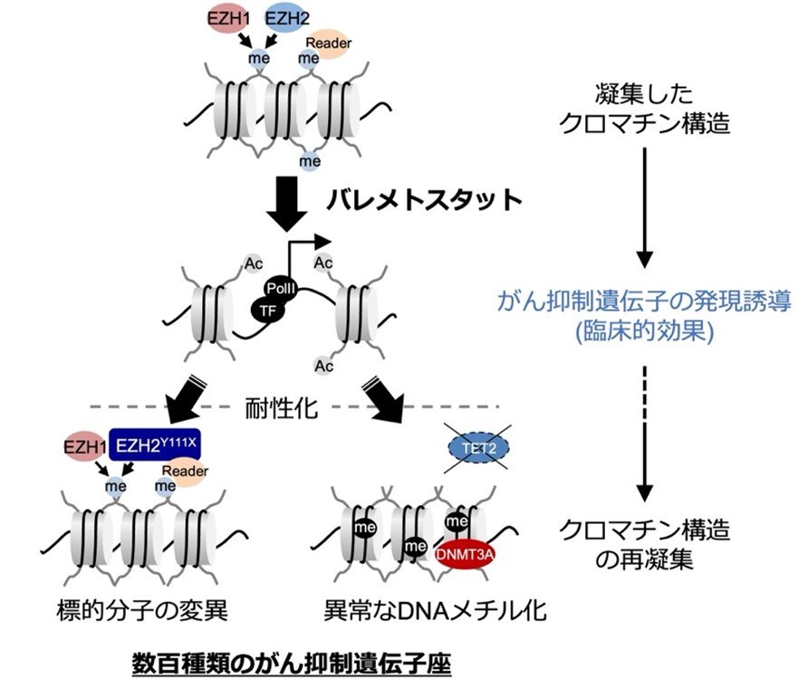 図3バレメトスタットの作用機序と耐性化機序.jpg