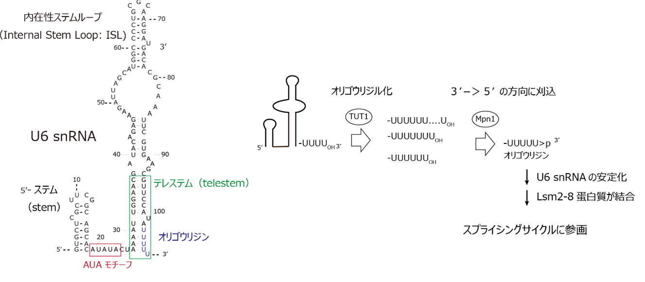 図1成熟化過程.png