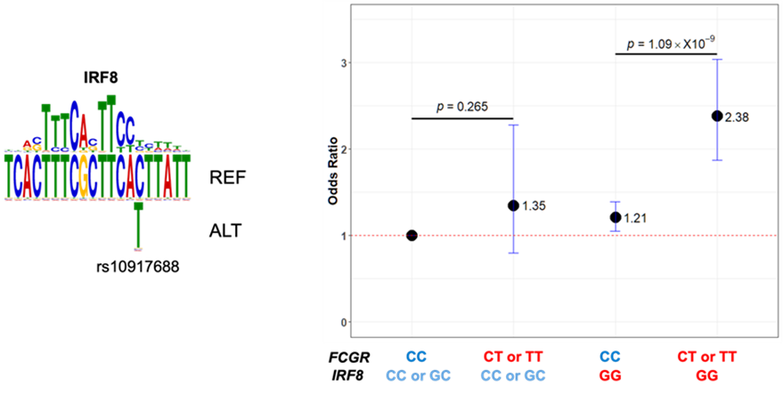図２rs10917688とIRF8の相互作用.png