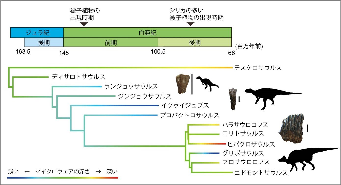 図1鳥脚類恐竜の系統関係と推定されたマイクロウェアの深さの変化.jpg