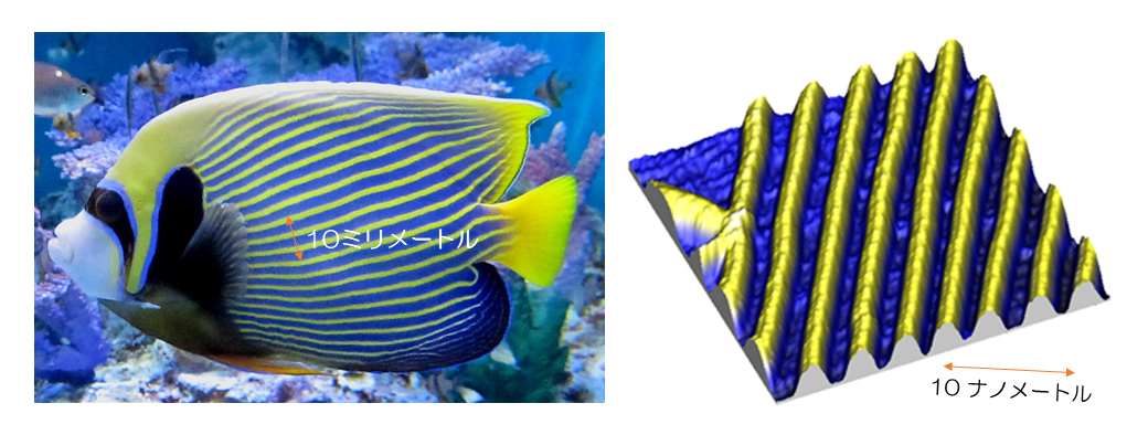 熱帯魚とナノサイズ量子細線パターン.png