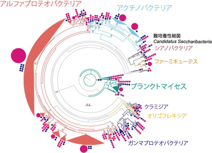 図1_16SrRNA遺伝子配列に基づいた系統樹.png