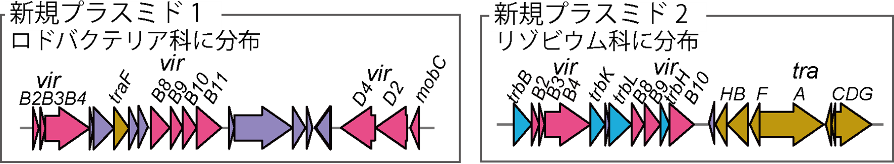 図2_新規のプラスミド上の４型分泌装置.png