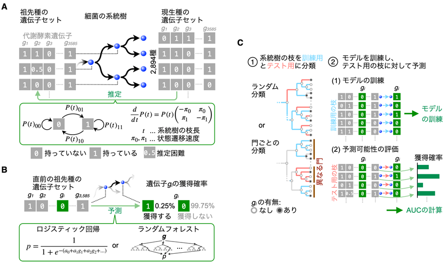 図1Evodictorを用いた遺伝子獲得・欠失の進化予測可能性の評価.png