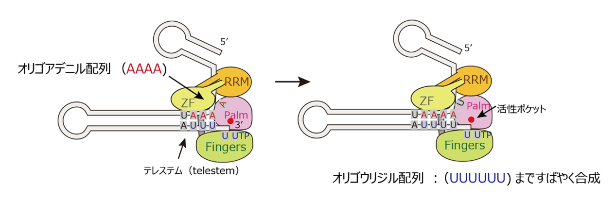 図3オリゴウリジル配列付加の制御機構.png