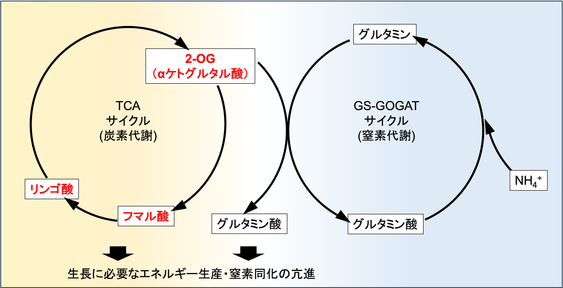 図２バイオマス増加モデル.png