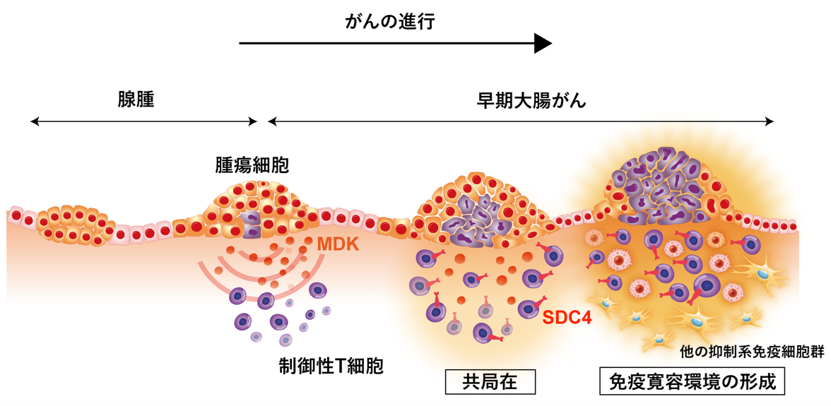 図2免疫寛容環境.png