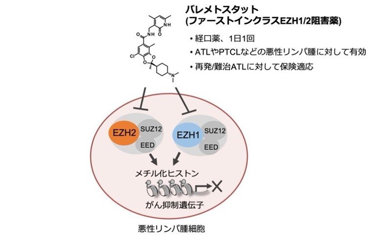 画像メチル化ヒストン阻害薬の作用機序.jpg