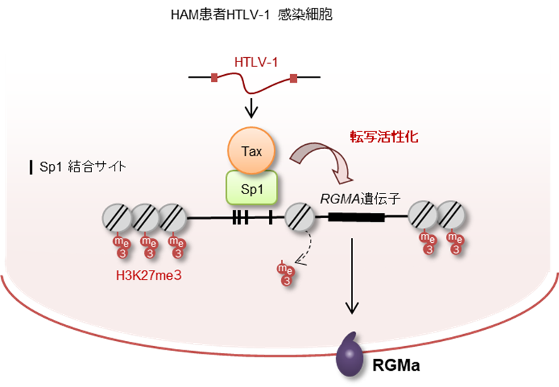 HTLV-1感染が引き起こす神経障害HAMの「新・犯人」を特定～難治性の神経疾患「HTLV-1関連脊髄症」に対する新たな治療標的を発見～