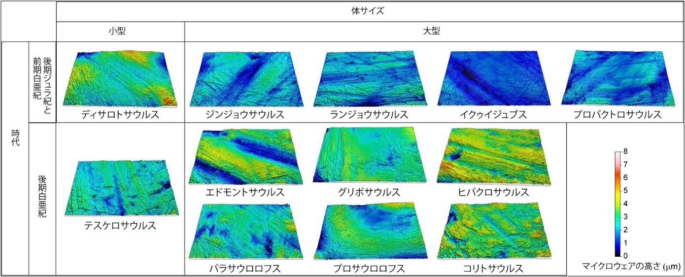 図3線状のマイクロウェアが見られる鳥脚類恐竜の歯の微小領域の三次元形状.jpg