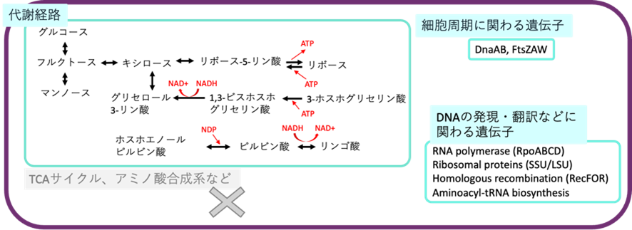 図3_ゲノム情報から予想される難培養性微生物の代謝経路.png