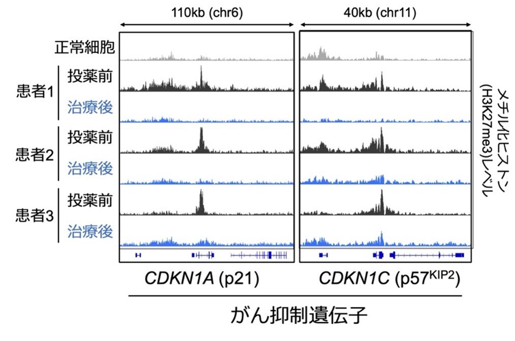 図2バレメトスタットによるがん抑制遺伝子の活性化.jpg