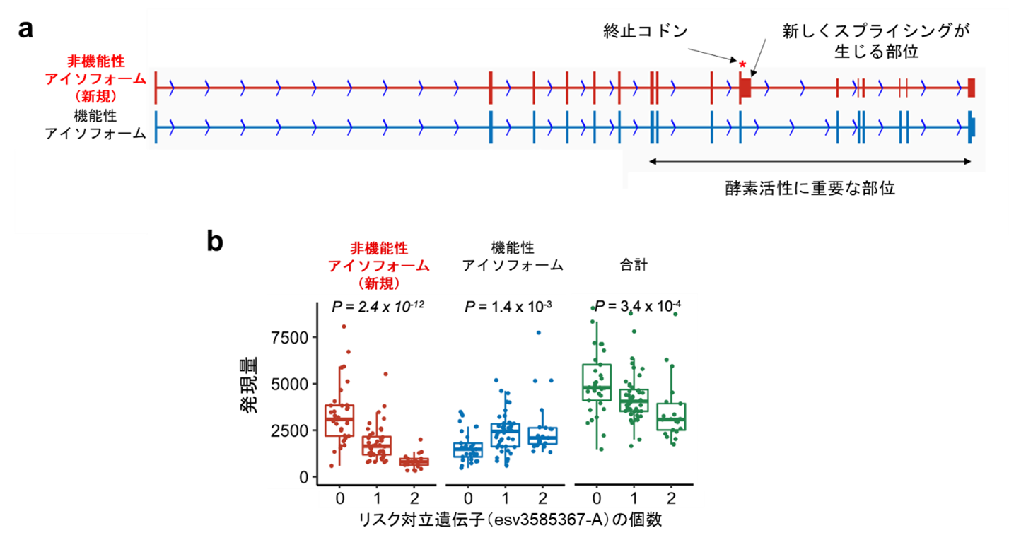 図３　PADI4 遺伝子で同定された複数種類のアイソフォーム.png