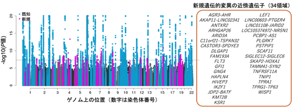 関節リウマチの発症に関わる新しい遺伝子の候補.png