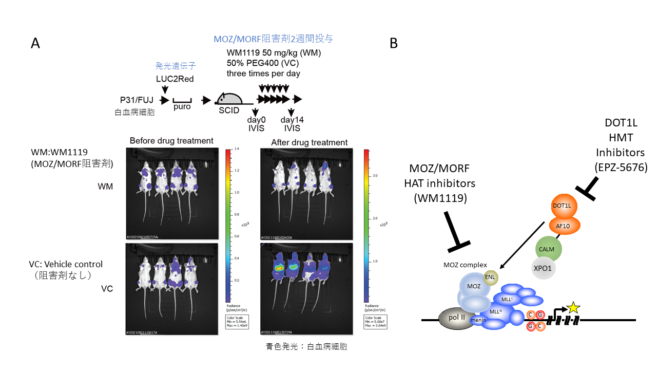 fig1抗腫瘍効果.png