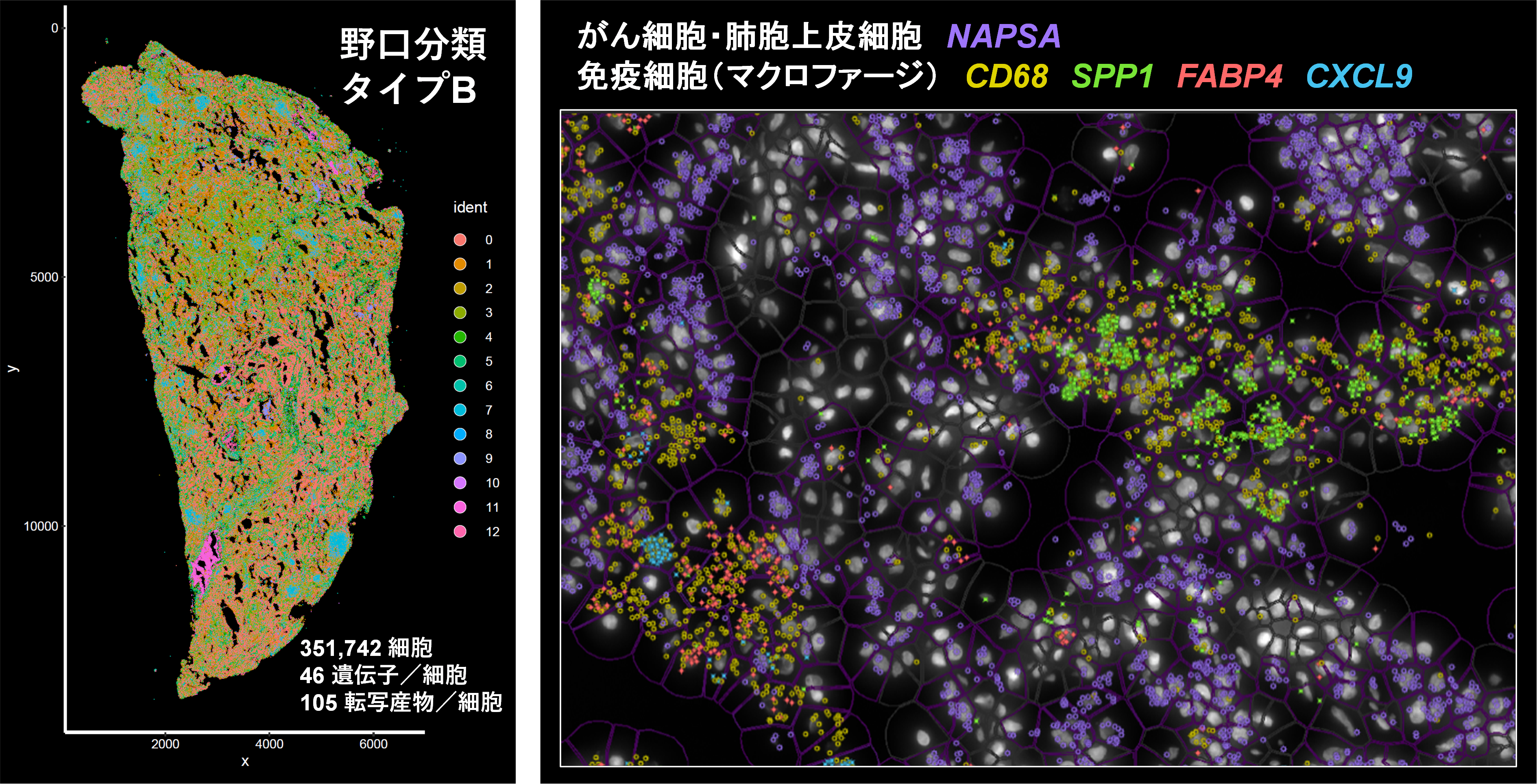 図3空間遺伝子発現解析.png