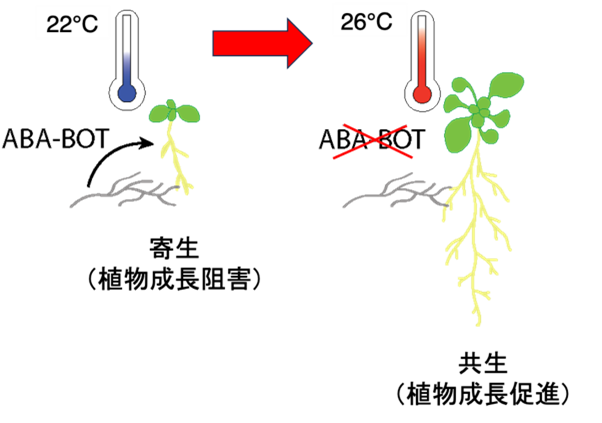 図3温度変化によって寄生から共生へと変貌する寄生型菌.png